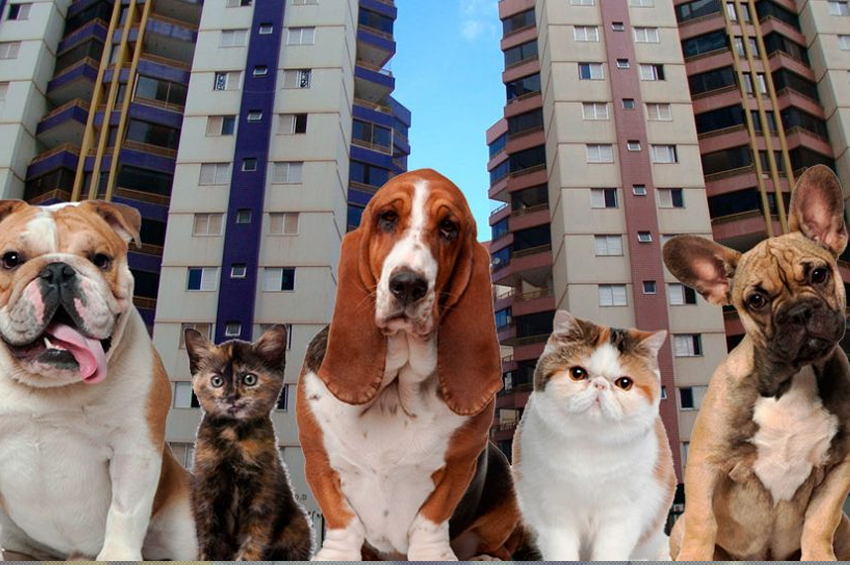Cães e gatos em condomínios: A higienização correta