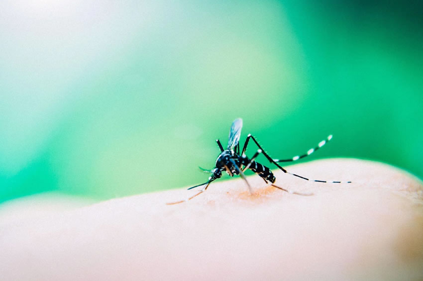 Condomínios Livres de Mosquitos: Estratégias para Alcançar o Objetivo Dengue Zero