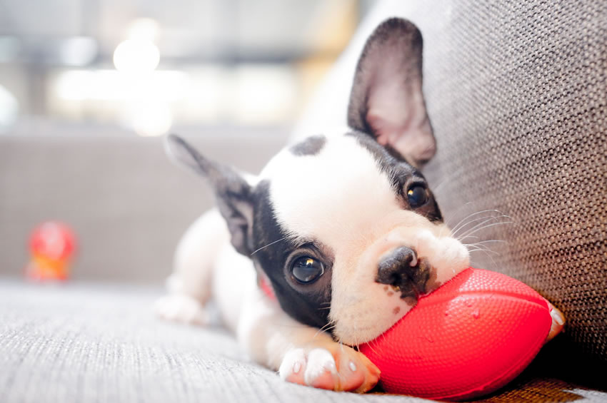 Agora é lei! Animais não podem mais ser proibidos em condomínios